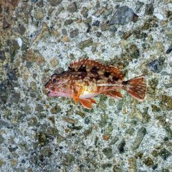 2024初フィッシュ