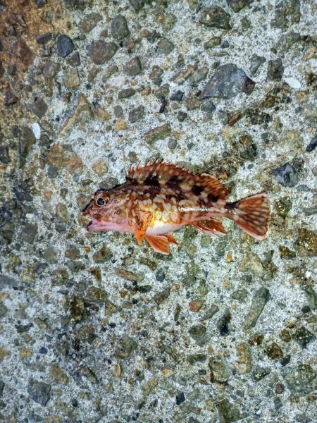 2024初フィッシュ