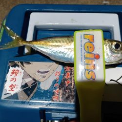 2024/01/01 南港ライトゲーム釣行 (アジ狙い)