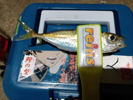 2024/01/01 南港ライトゲーム釣行 (アジ狙い)