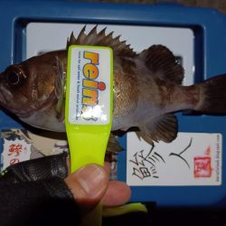 2024/01/02 南港ライトゲーム釣行 (メバル狙い)