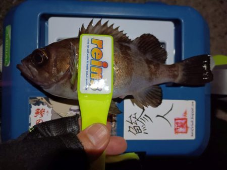 2024/01/02 南港ライトゲーム釣行…