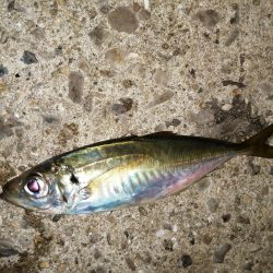 釣り物の移り変わり