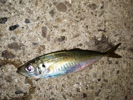 釣り物の移り変わり