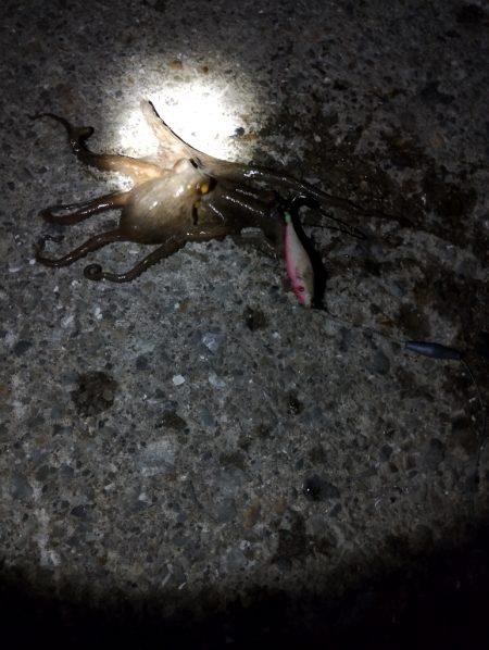 🐙新春初タコὁ…