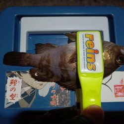 2024/01/04 南港ライトゲーム釣行 (メバル狙い)