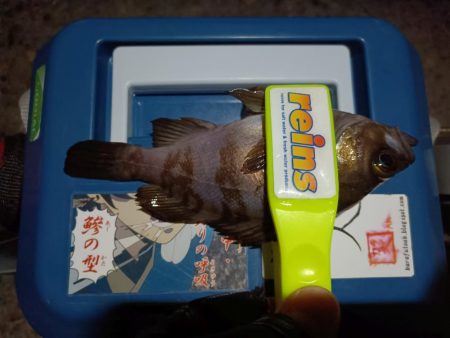 2024/01/04 南港ライトゲーム釣行 (メバル狙い)