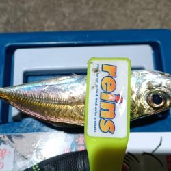 2024/01/05 南港ライトゲーム釣行 (アジ狙い)