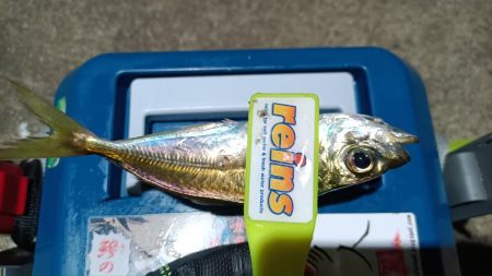 2024/01/05 南港ライトゲーム釣行…