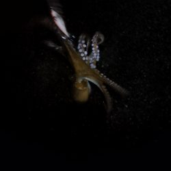 🐙まぁまぁでかタコ🐙