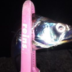 そろそろ終わりかな