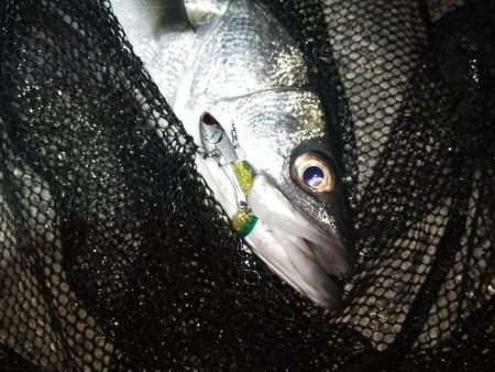 夜光虫が厄介…