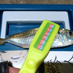 2024/01/08 南港ライトゲーム釣行 (アジ狙い)