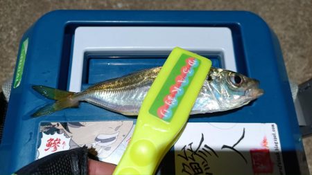 2024/01/08 南港ライトゲーム釣行…