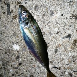 メバル釣れてます