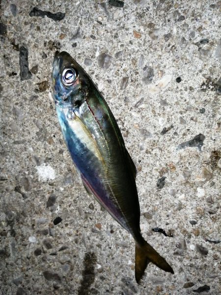 メバル釣れてます