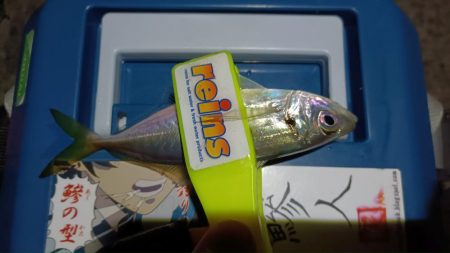 2024/01/15 南港ライトゲーム釣行 (アジ狙い)