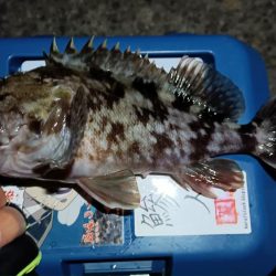 2024/01/16 南港ライトゲーム釣行 (ロックフィッシュ狙い)