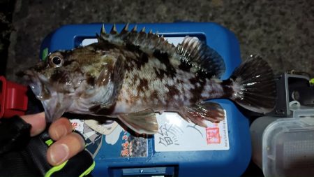 2024/01/16 南港ライトゲーム釣行…