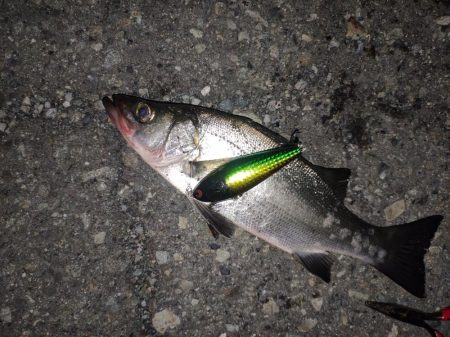 ボトムシーバス狙いでそっちか！！