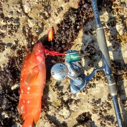 癒やしのアカハタからの一撃