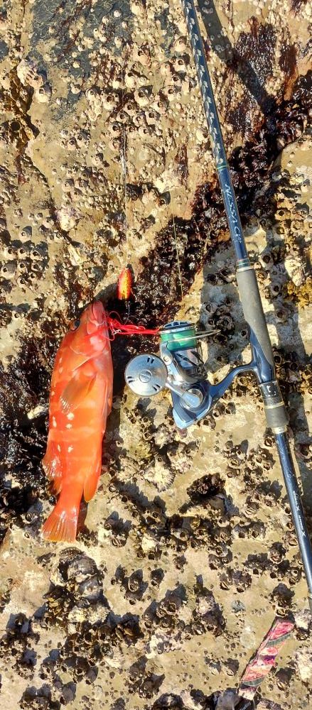 癒やしのアカハタからの一撃