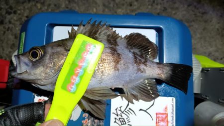 2024/01/27 南港ライトゲーム釣行…