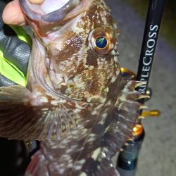 2024/01/28 南港ライトゲーム釣行 (ロックフィッシュ狙い)