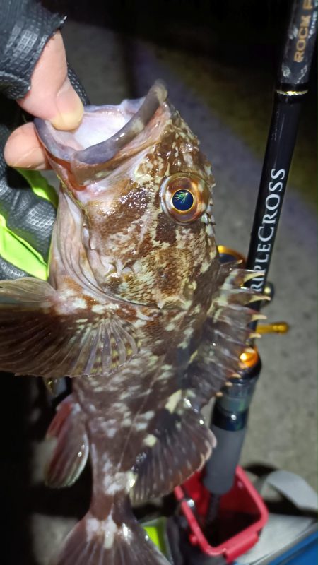 2024/01/28 南港ライトゲーム釣行 (ロックフィッシュ狙い)