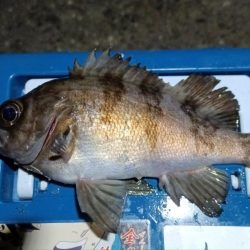 2024/01/29 南港ライトゲーム釣行 (一応メバル狙い？)