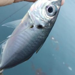 なんとか尺アジ