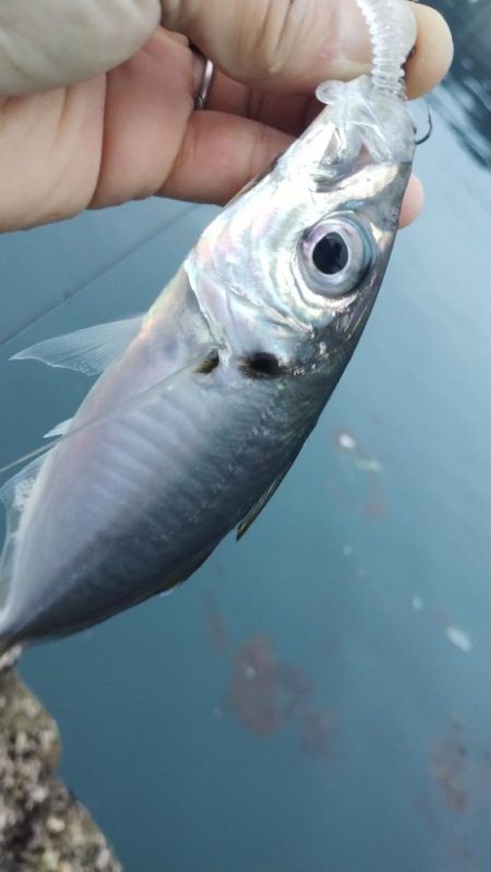 なんとか尺アジ