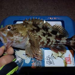 2024/01/30 南港ライトゲーム釣行 (ロックフィッシュ狙い)