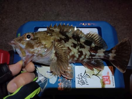 2024/01/30 南港ライトゲーム釣行…