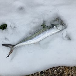 サゴシ&レンコダイ