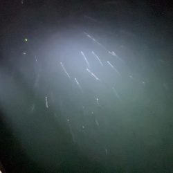 1月でもまだまだ大量回遊!!