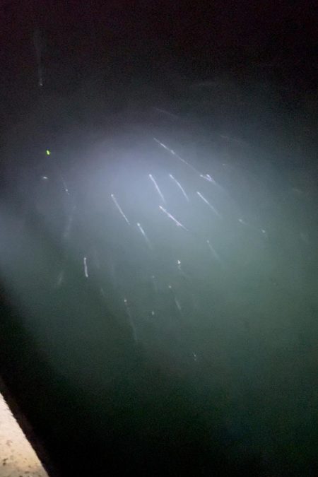 1月でもまだまだ大量回遊!!