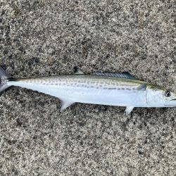 初釣りはサゴシ