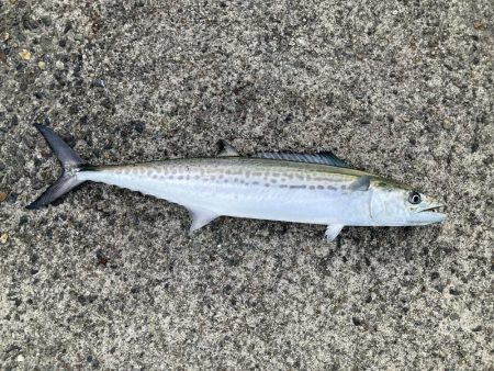 初釣りはサゴシ