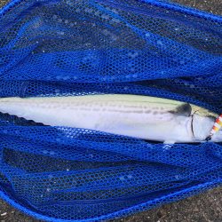 久しぶりのマルチヒット