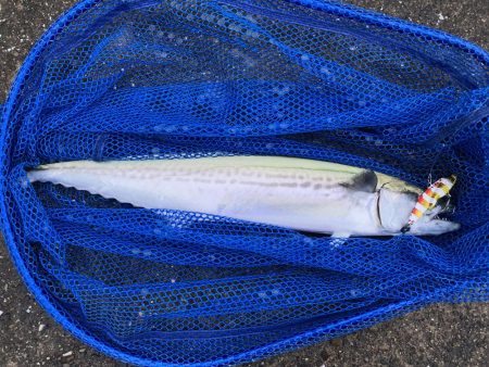 久しぶりのマルチヒット