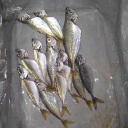 帰省中にメバル調査