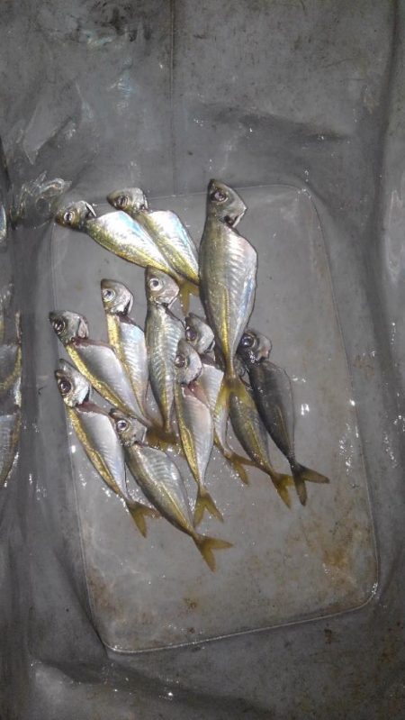 帰省中にメバル調査