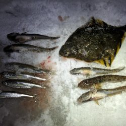 小樽港でカワガレイ、ハゼとチカ上がる！！　ニシン釣れず