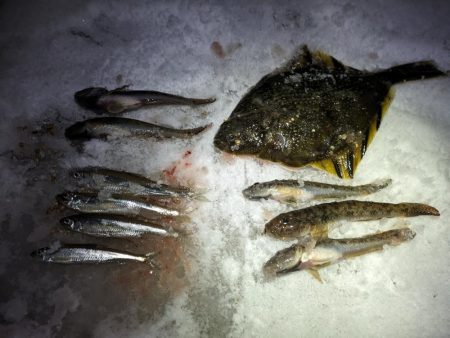 小樽港でカワガレイ、ハゼとチカ上がる！！　…