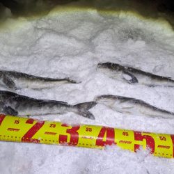 積丹の漁港でホッケ上がる!!道内ホッケが本格化!?