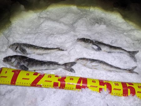 積丹の漁港でホッケ上がる！！道内ホッケが本…