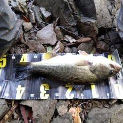 雨上がりの１本