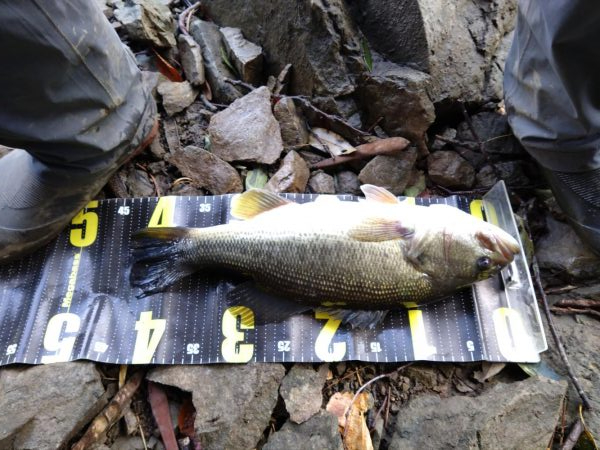 雨上がりの１本