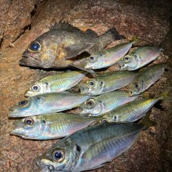 淡路島でライトゲーム